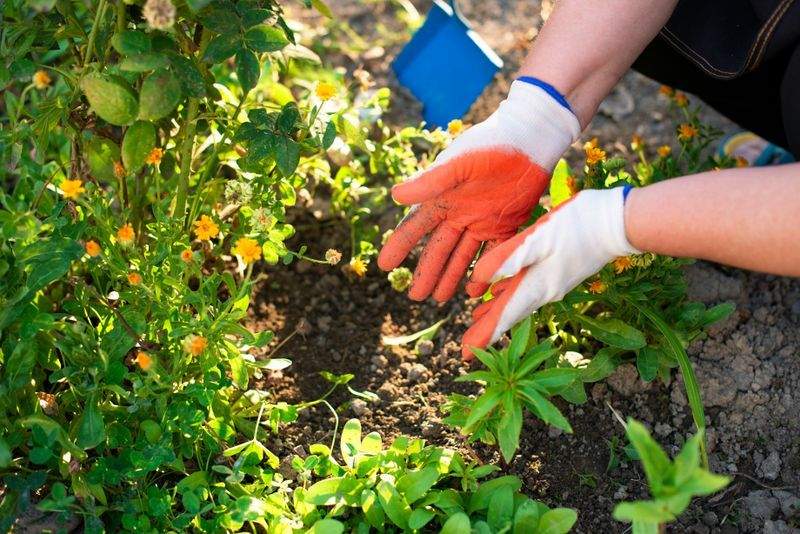 Élégance Jardin Services 10