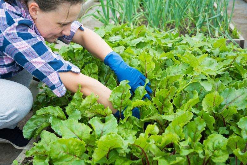 Élégance Jardin Services 15
